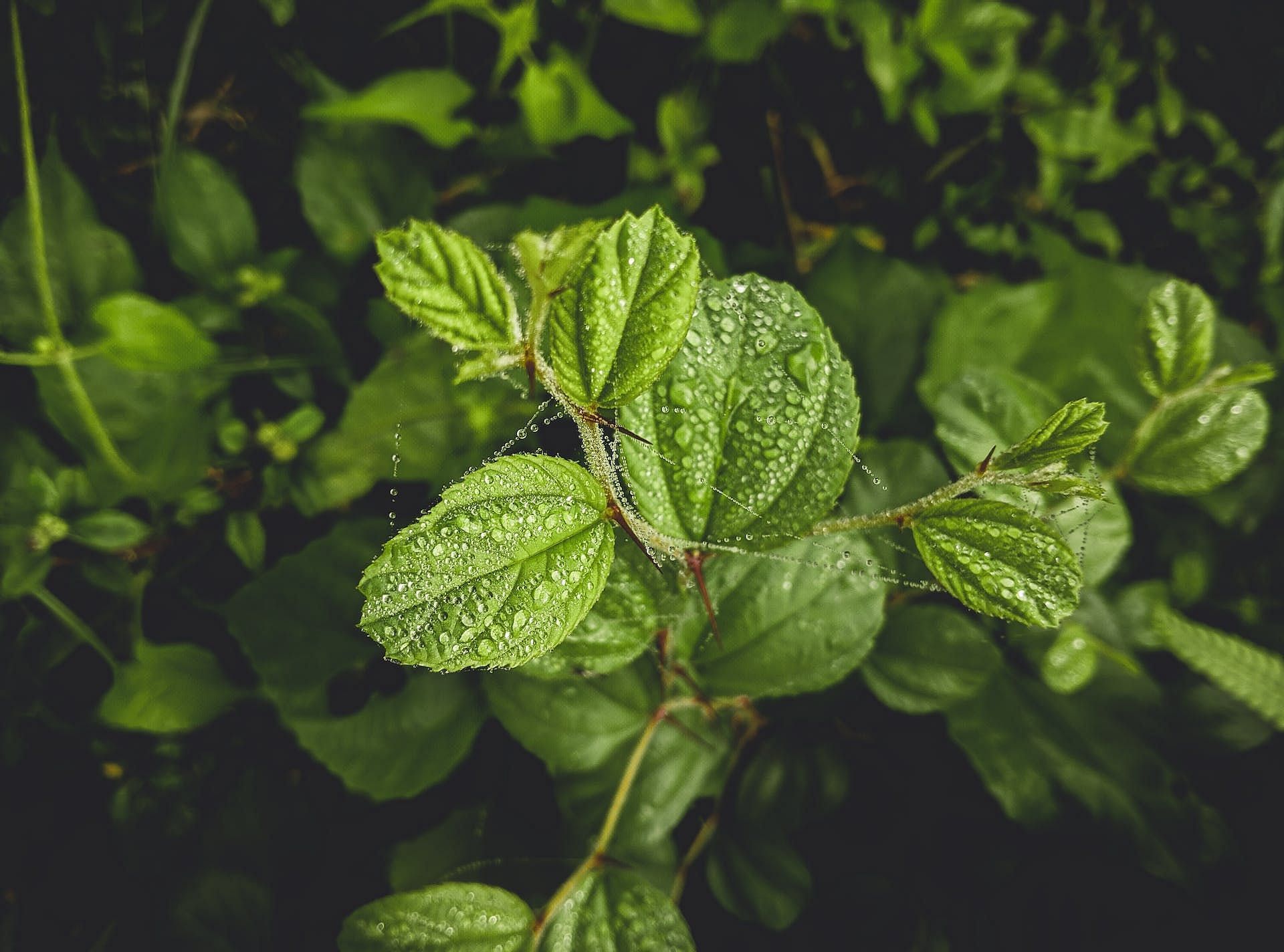 (Image via Pexels/Abdur Rahman ®)